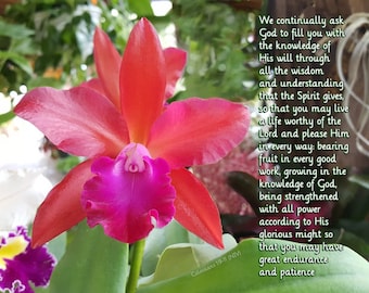 Grow in the Lord - Colossians 1:9-11 NIV - amazing Coral and pink Cattleya Orchid Scripture art, pick your size, free shipping