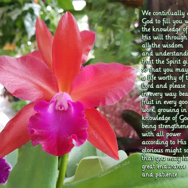Grow in the Lord - Colossians 1:9-11 NIV - amazing Coral and pink Cattleya Orchid Scripture art, pick your size, free shipping