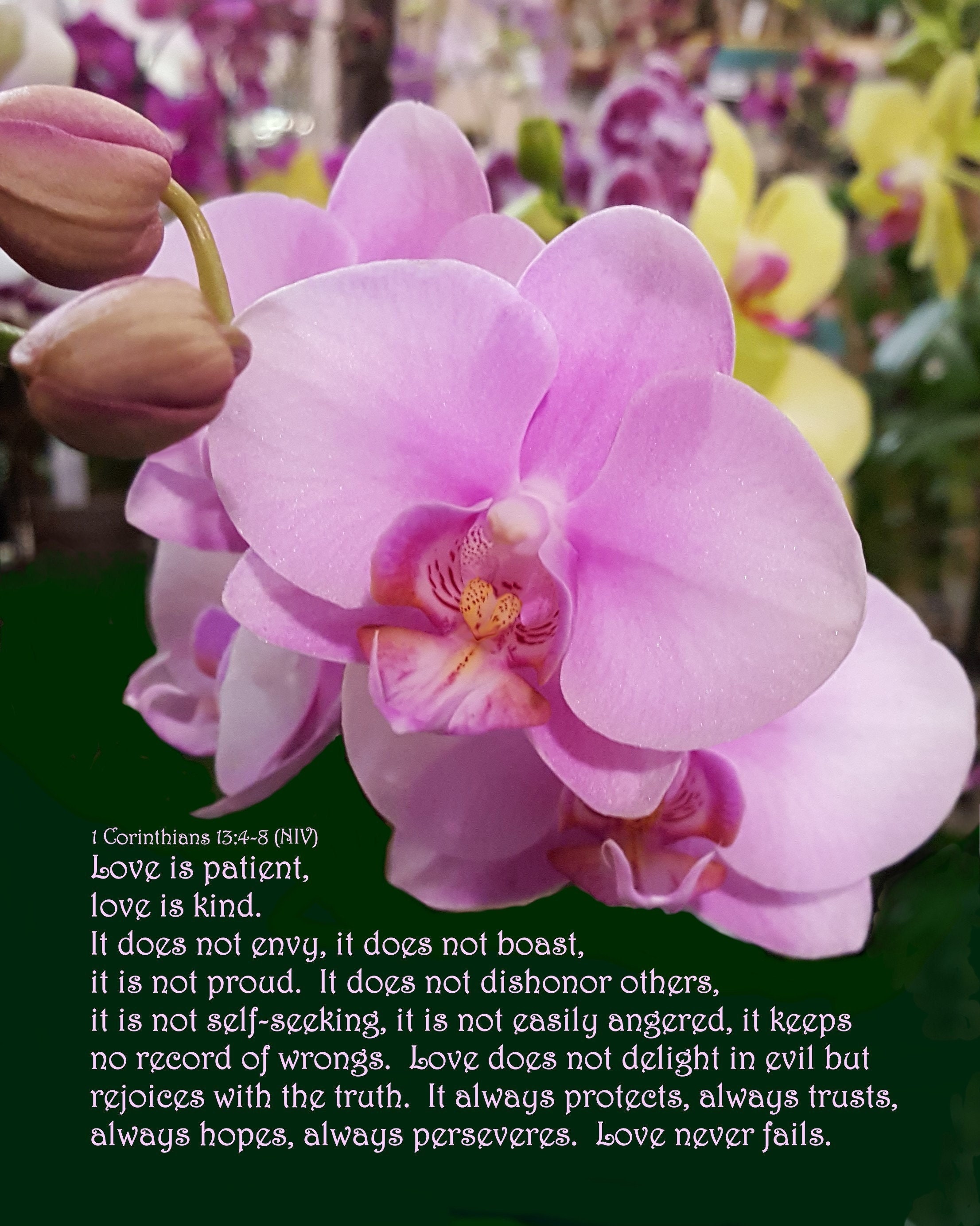 Definition of Love - 1 Corinthians 13:4-8 NIV - Pink Orchid With