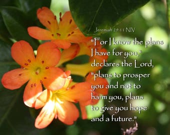 hope - Jeremiah 29:11 - Scripture Art Orange Flower photo - select a size photo with free shipping