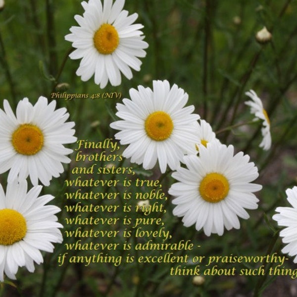 Think - Philippians 4:8 NIV - white daisies Scripture art, pick your size, free shipping