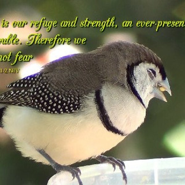 Do not fear Scripture art, Double-barred Finch with encouraging Scripture Psalm 46:1-2 NIV - select a size photo with free shipping