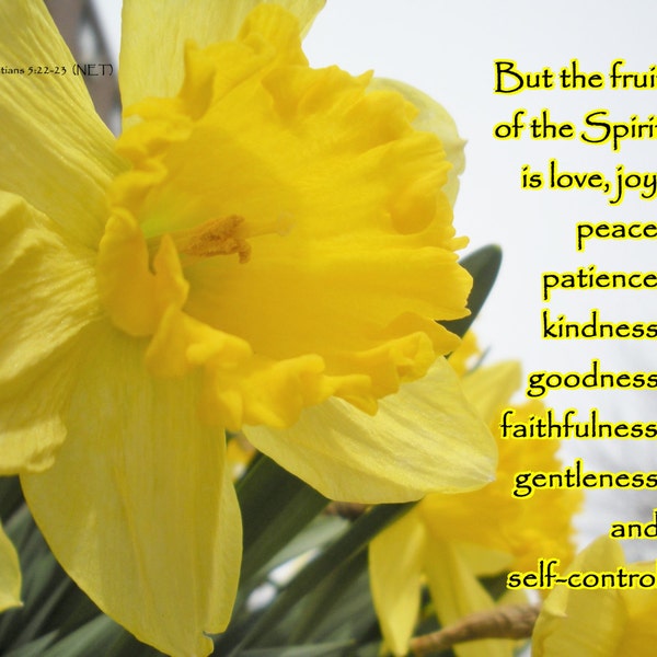 The fruit of the Spirit - Galatians 5:22-23 - Daffodil Flower Scripture art, pick your size, free shipping