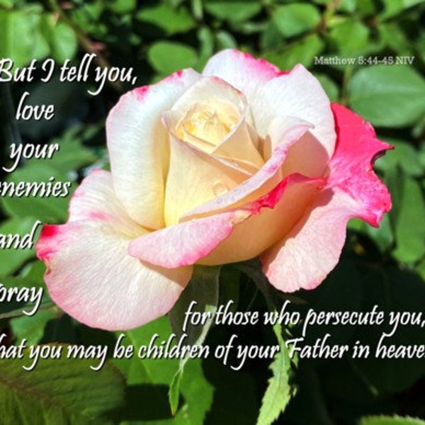 Pray for your Enemies - Scripture Art - Matthew 5:44-45 NIV - Pink and Yellow Rose select a size photo with free shipping