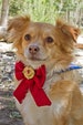 Sailor Moon Inspired Pet Bandanas 