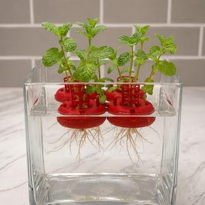 May include: A clear square glass container filled with water, holding four green mint plants. Each plant is supported by a bright red circular plastic hydroponic basket that floats on the surface, allowing the white roots to grow downward into the water.