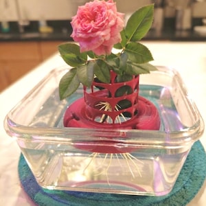Peut inclure: Une rose rose avec des feuilles vertes est maintenue droite par une grille cylindrique en plastique rouge flottant dans un récipient en verre carré transparent rempli d'eau. Des racines blanches s'étendent de la tige dans l'eau.