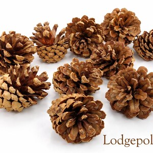 Peut inclure: Une collection de dix pommes de pin Lodgepole marron disposées en groupe. Chaque pomme présente une texture boisée et stratifiée avec des écailles superposées dans diverses nuances de brun et de beige. Le texte Lodgepole Pine est inscrit en bas.