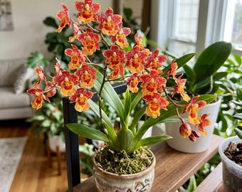 Lava Burst Pacific Sunrise Miniature Orchid, Fragrant Easy Care Live Orchid for Indoor Growing