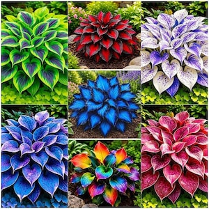 May include: A collage of seven distinct hosta plants featuring heart-shaped leaves in vibrant color variations including green with purple centers, solid red, white with purple speckles, solid blue, blue with purple spots, rainbow, and pink.