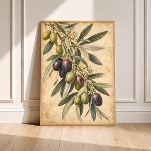 Könnte beinhalten: Ein gerahmter botanischer Druck mit einer detaillierten Illustration eines Olivenzweigs mit grünen und dunkelvioletten Oliven, schmalen graugrünen Blättern und kleinen weißen Blüten auf einem strukturierten, pergamentfarbenen Hintergrund.