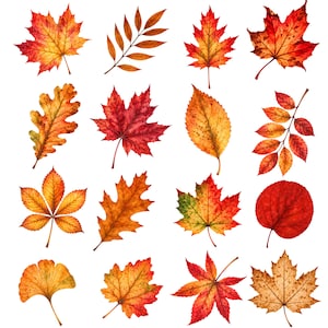 60 Autumn Leaves Clipart PNG, Fall Leaf Bundle, Watercolor Maple & Oak Leaves, Rustic Foliage Graphics