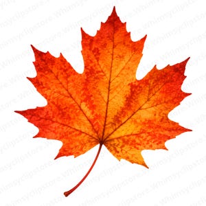 Peut inclure: Une feuille d'érable unique présentant un dégradé de couleurs vives allant du rouge profond sur les bords à un jaune doré chaud vers le centre. La feuille affiche une texture nervurée distincte et un bord dentelé pointu avec une tige fine.