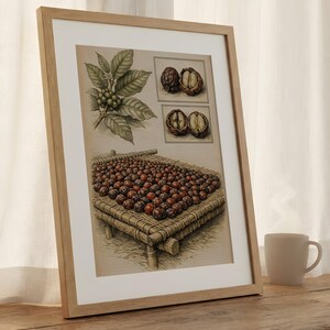Antique Botanical Cluster Of Sun-Drying Coffee Cherries Laid Print | Breakfast Nook Decor | Digital Download