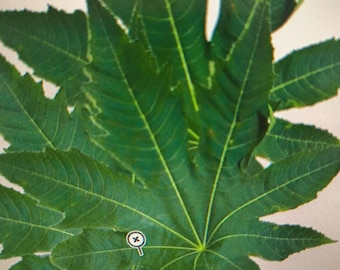 25 Grams Castor leaves, Ricinus Communis, Palma Christi, Wonder tree, Fey Maskreti, Krapata, Djarak, Reer, Ricin