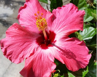 1 Large Hibiscus Painted Lady Bush Tropical Live Plant in plastic pot 2' to 2 - 1/2' feet tall inches tall pink flower hibiscus live plant
