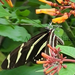 May include: A black and white zebra longwing butterfly with orange and yellow flowers.