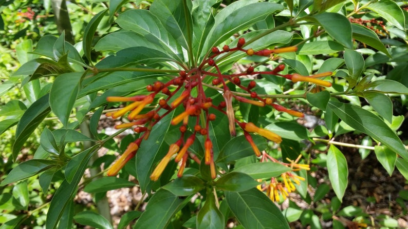 May include: A close-up of a bush with bright orange and red flowers. The flowers are clustered together and have a long, thin shape.
