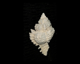 Fossil / Fossilized Florida fossil Muricidae murex sea shell gastropod mollusk sea shell Muricidae murex shell invertebrates mrx41