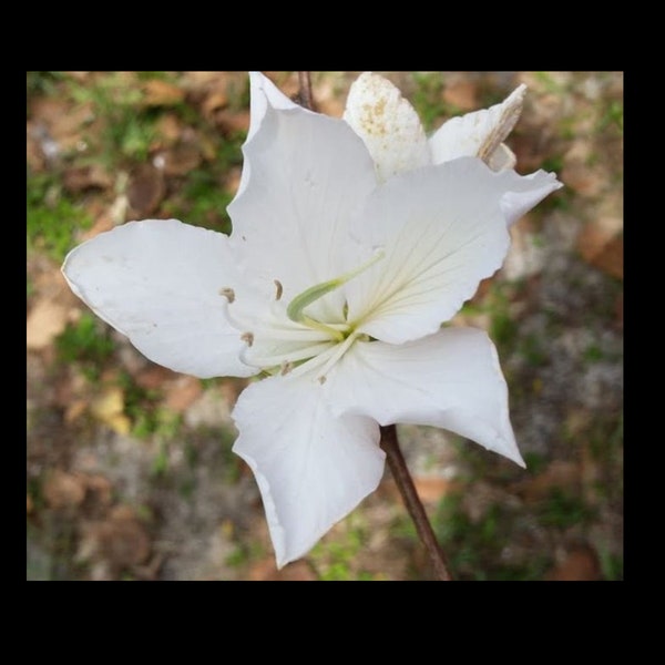 1  White Orchid Tree Seedling white flowers attracts butterflys and hummingbirds 12" plus butterfly & hummingbird approved