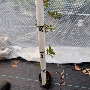 May include: A small plant growing in a black plastic pot with a white stake marked with measurements in inches. The plant is growing in a greenhouse setting.