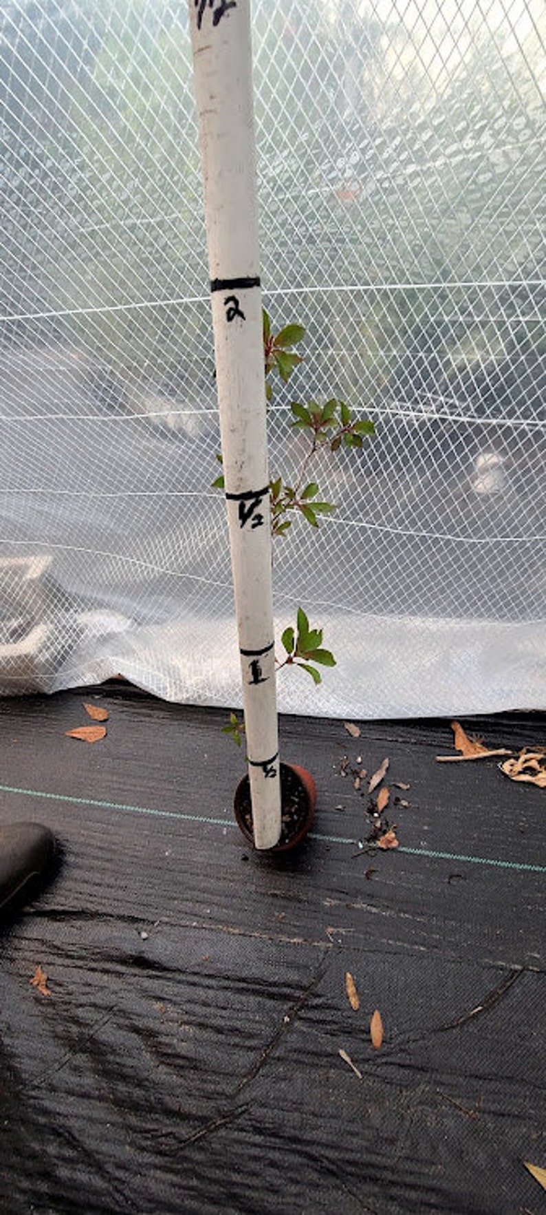 May include: A small plant growing in a black plastic pot with a white stake marked with measurements in inches. The plant is growing in a greenhouse setting.