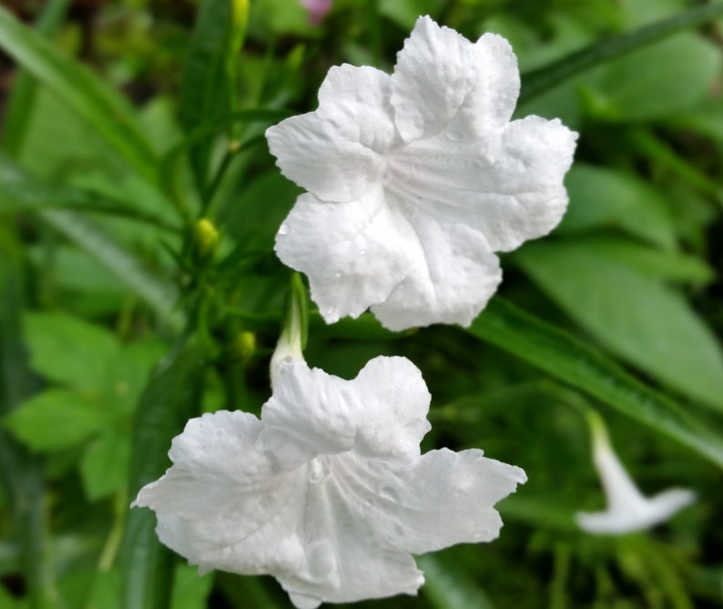 Tropical Ruellia White Mexican Petunia Myan White Attracts Etsy