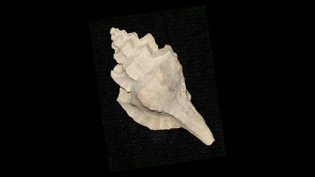 Fossil / Fossilized Eupleura Murex Florida Gastropod Sea Shell Mollusk ...