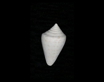 Florida fossil / fossilized right handed Cone Conidae sea shell - collectors add to your collection own a piece of the past cne41