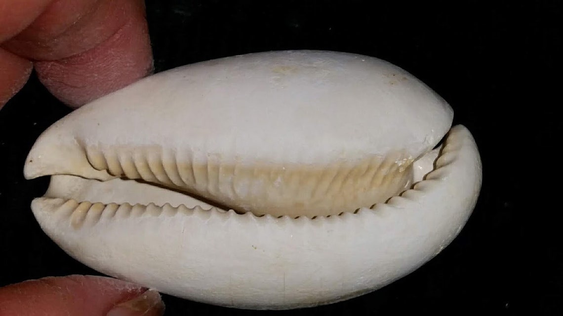 Florida Fossil Cypraea Cowrie Sea Shell All Natural Color | Etsy