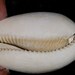 Florida Fossil Cypraea Cowrie Sea Shell All Natural Color - Etsy