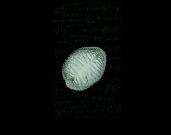 Florida fossilized / fossil trivia shell fossilized gastropod Triviidae gastropod invertebrates from Florida tpg33