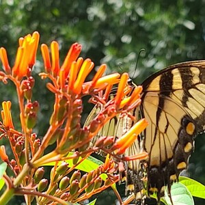 May include: A yellow and black butterfly with brown wings perched on a cluster of orange flowers.