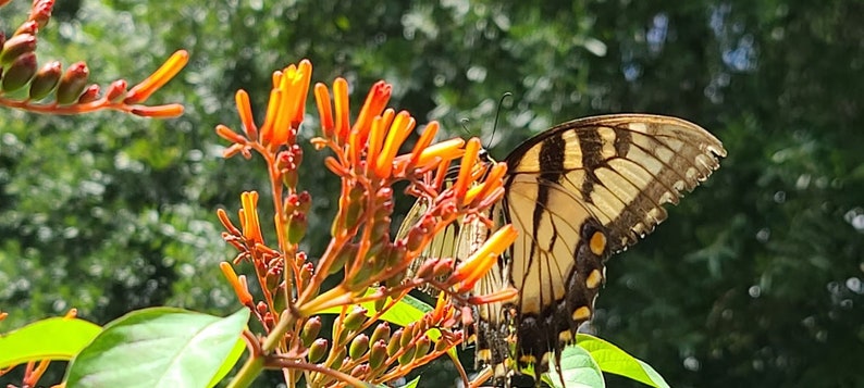 May include: A yellow and black butterfly with brown wings perched on a cluster of orange flowers.