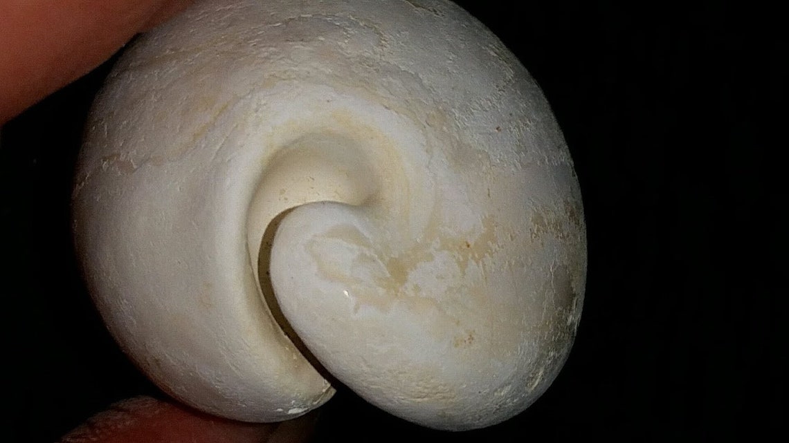 Florida Fossil Cypraea Cowrie Sea Shell All Natural Color | Etsy