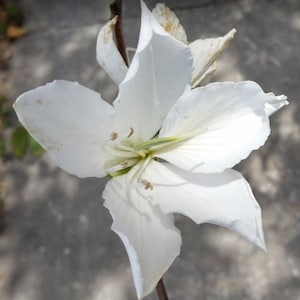 1 White Orchid Tree Seedling  flowers attracts butterflys and hummingbirds 12&quot; plus butterfly - hummingbird approved
