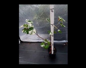 1 Variegated Tricolored Tillaceus Mahoe Sea Hibiscus Live Tropical tree plant flowering size 1 to 2' feet tall # 316