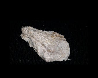 Florida fossilized / fossil  shell whole oyster shell bivalve both halves Caloosahatchee Formation of Southwest Florida oyb32