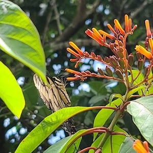 May include: A yellow and black butterfly with wings spread wide sits on a branch of a plant with orange flowers. The plant has green leaves and is in a garden setting.