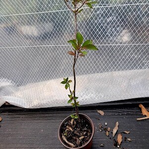 May include: A small green plant with brown branches growing in a brown pot. The plant is in front of a white mesh fence.