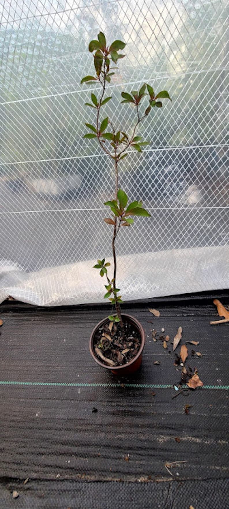 May include: A small green plant with brown branches growing in a brown pot. The plant is in front of a white mesh fence.