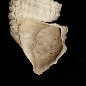 Fossil / Fossilized Trigonostoma Tenera Sea Shells Gastropod Mollusk ...