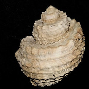 Fossil / Fossilized Trigonostoma Tenera Sea Shells Gastropod Mollusk ...