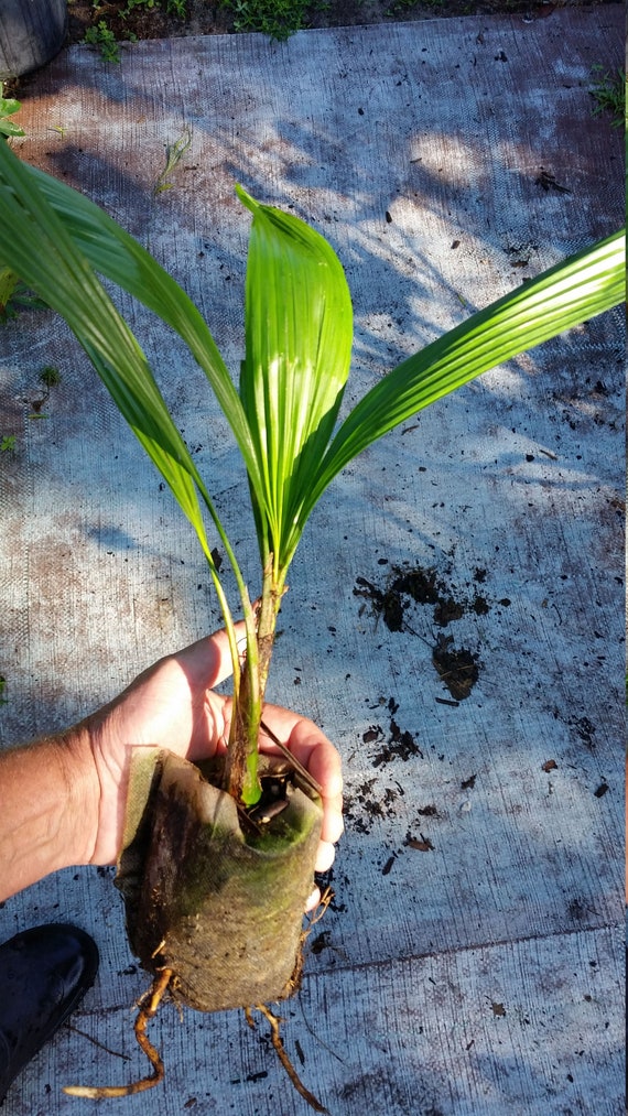 1 Queen Palm Seedling Live Tropical Semi Tropical Plant 15