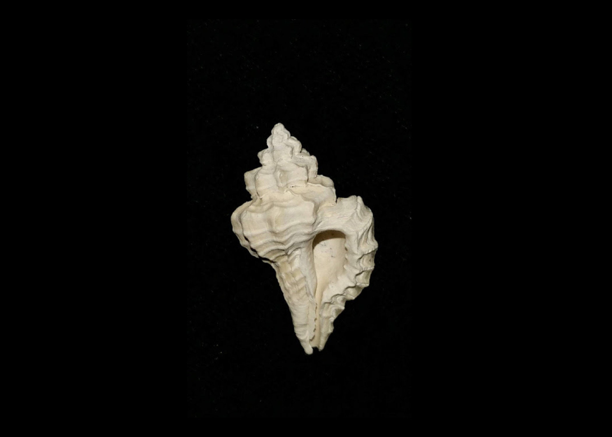 Fossilized Florida Muricidae murex sea shell gastropod mollusk collectors add to your collection own a piece of the past mrx62 Fossil