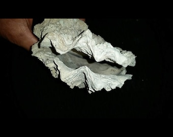 Large whole oyster shell Florida fossilized / fossil  shell bivalve both halves of Southwest Florida oyb36