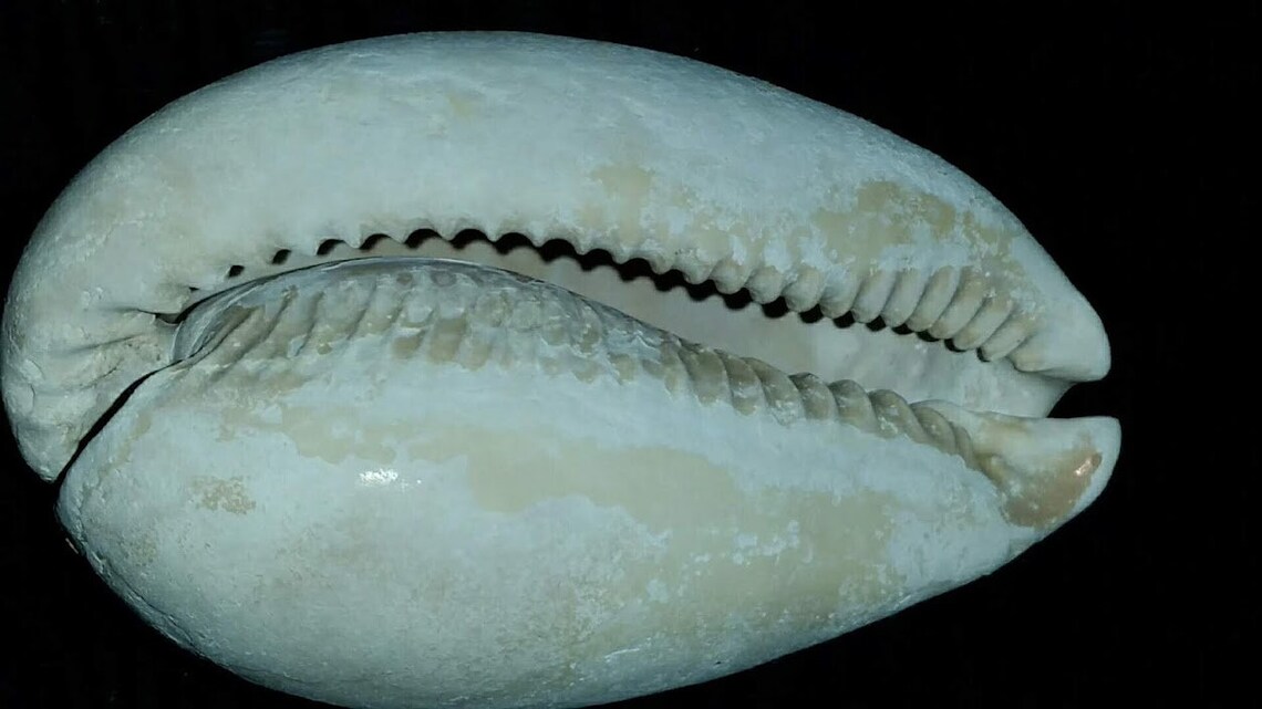Florida Fossil Cypraea Cowrie Sea Shell All Natural Color - Etsy
