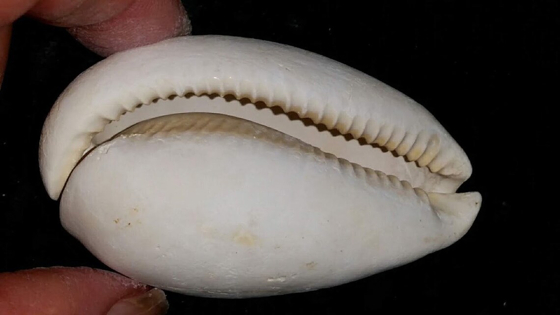 Florida Fossil Cypraea Cowrie Sea Shell All Natural Color | Etsy