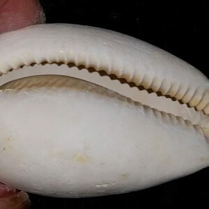 Florida Fossil Cypraea Cowrie Sea Shell All Natural Color Fossilized ...