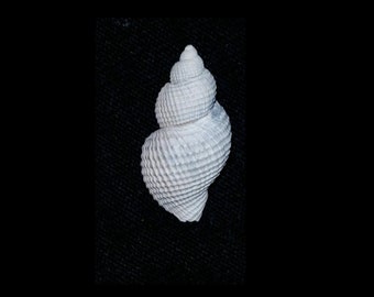 Florida fossil / fossilized Massyla propevenusta shell gastropod mollusk collectors add to collection own a piece of the past mgp32